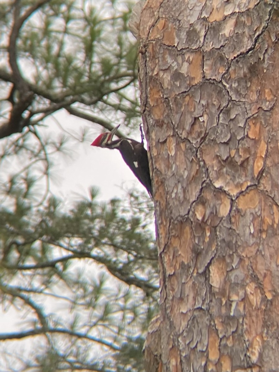 Pileated Woodpecker - ML638307616