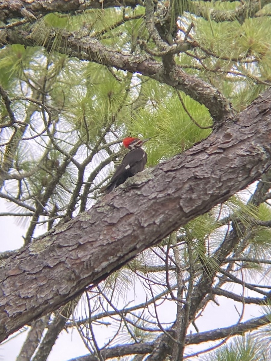 Pileated Woodpecker - ML638307617
