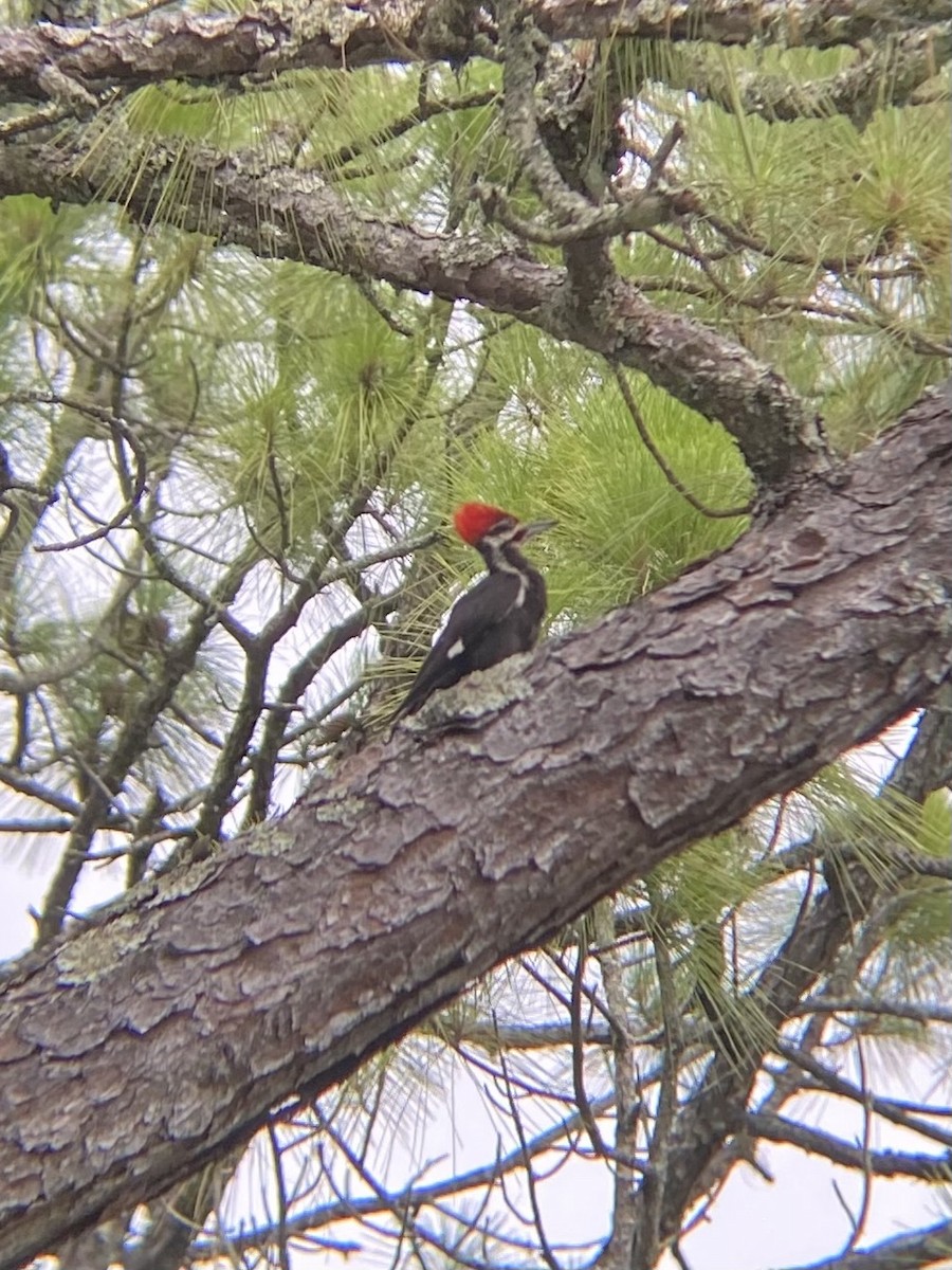 Pileated Woodpecker - ML638307618