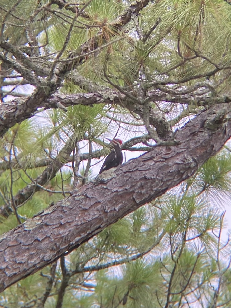 Pileated Woodpecker - ML638307620