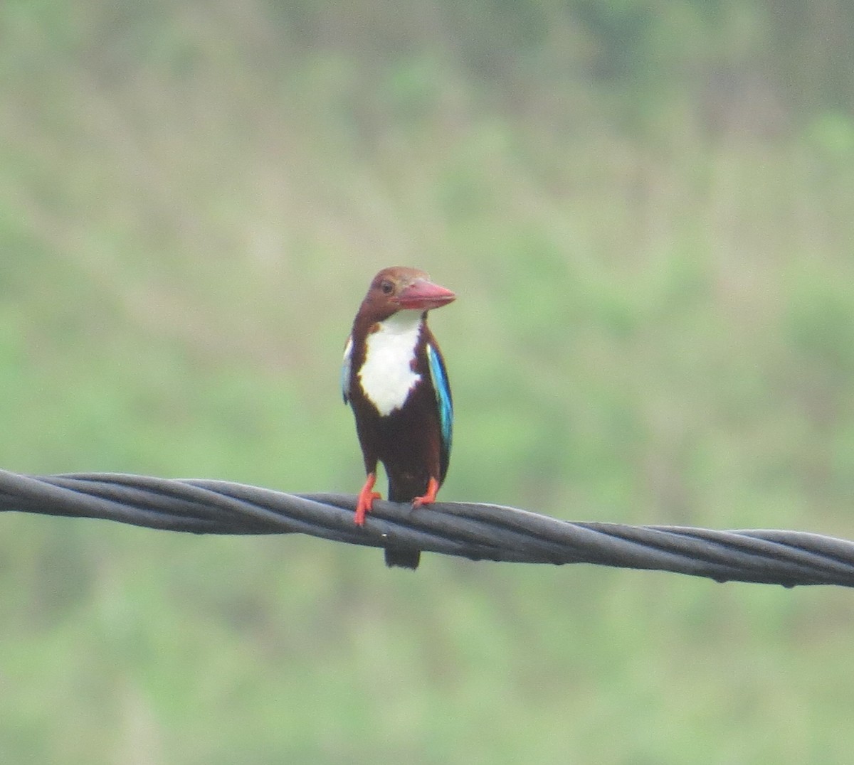 White-throated Kingfisher - ML638307623