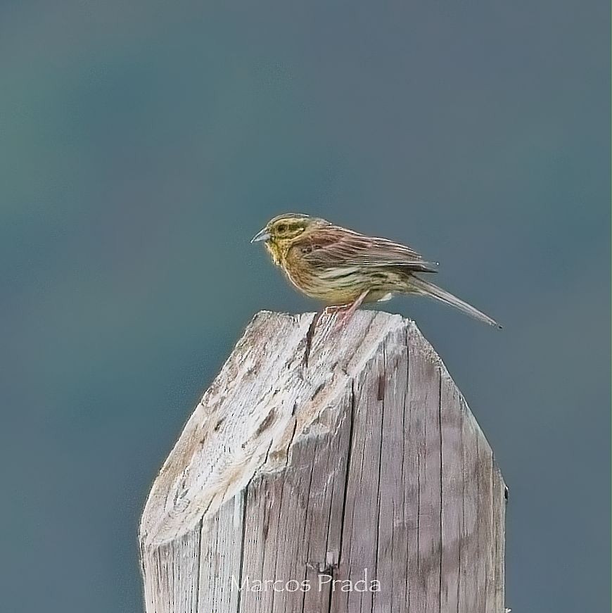 Cirl Bunting - ML638307624