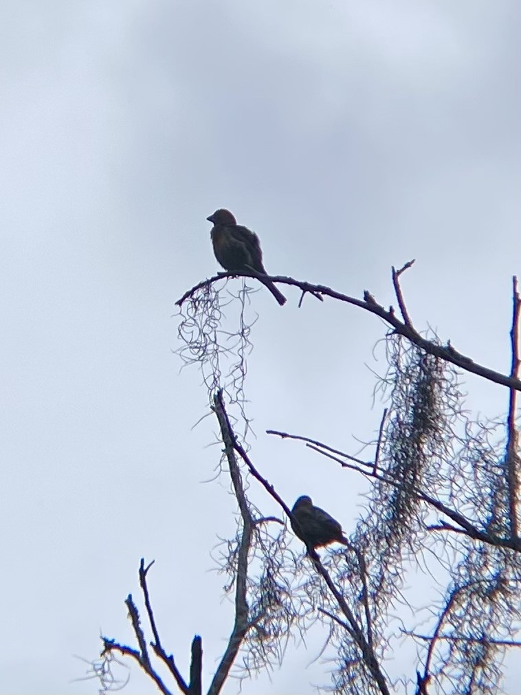 House Finch - ML638307625