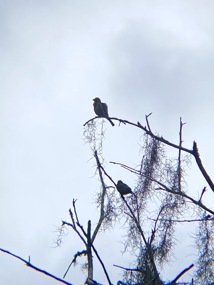 House Finch - ML638307626