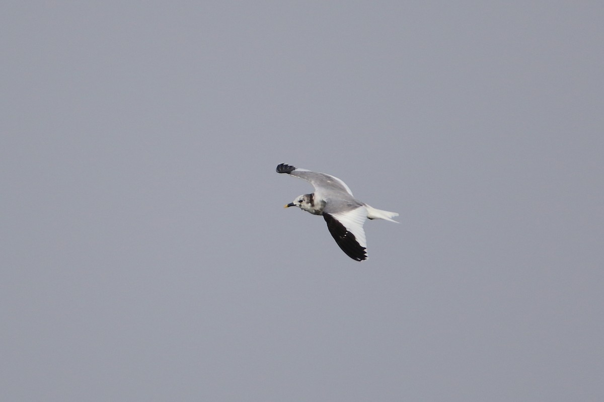 Sabine's Gull - ML638307629