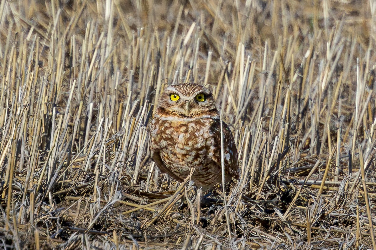 Burrowing Owl - ML638307630
