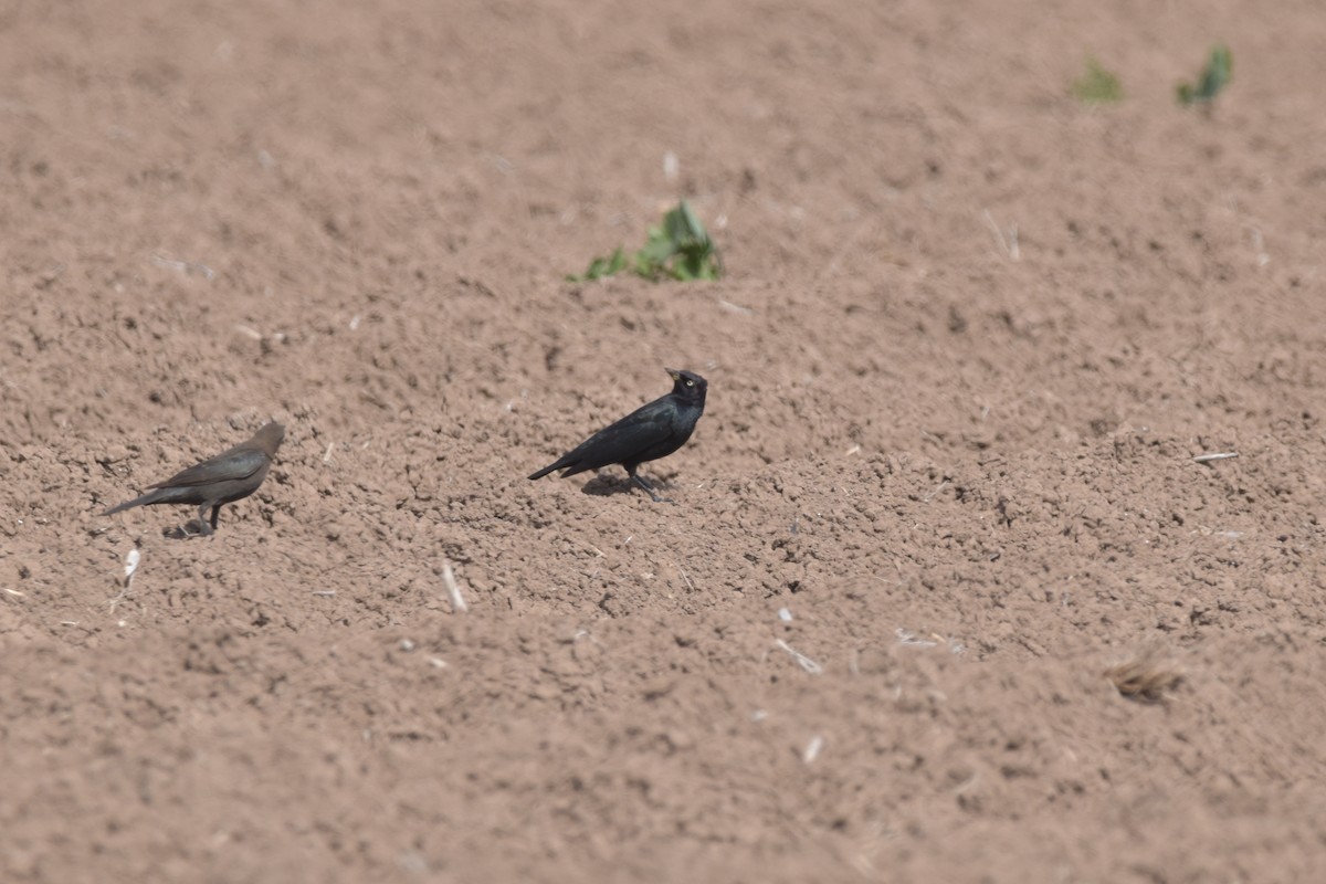 Brewer's Blackbird - ML638307631