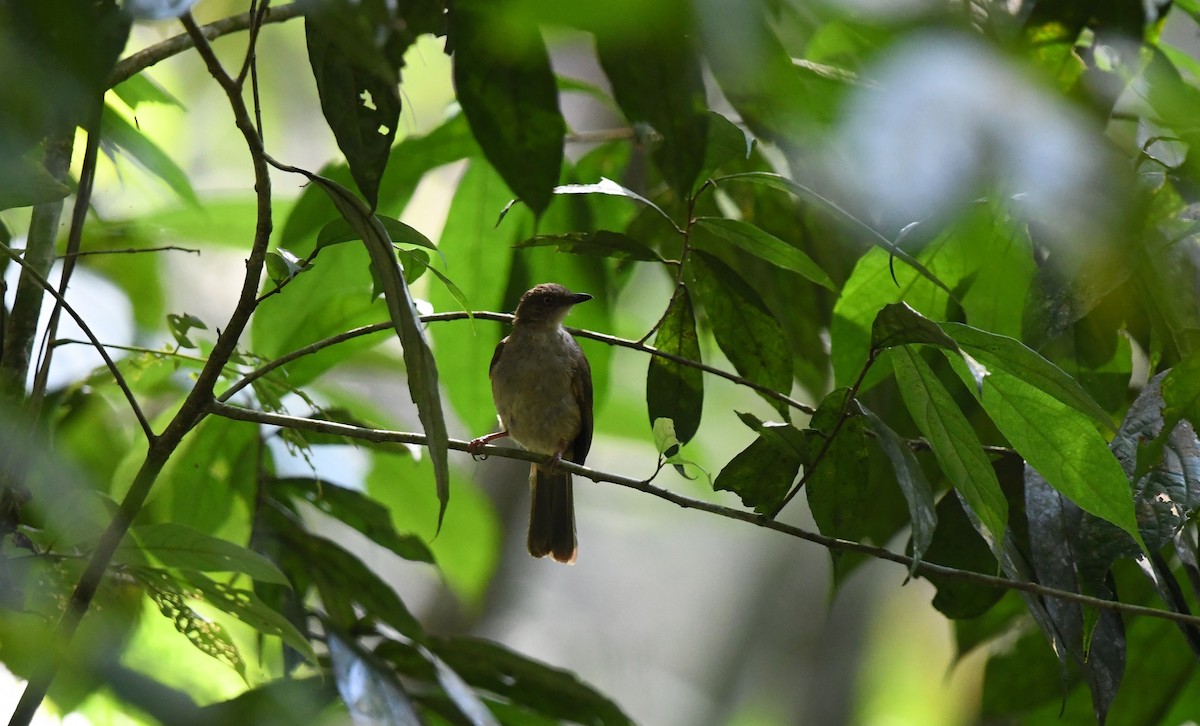 Red-eyed Bulbul - ML638307632