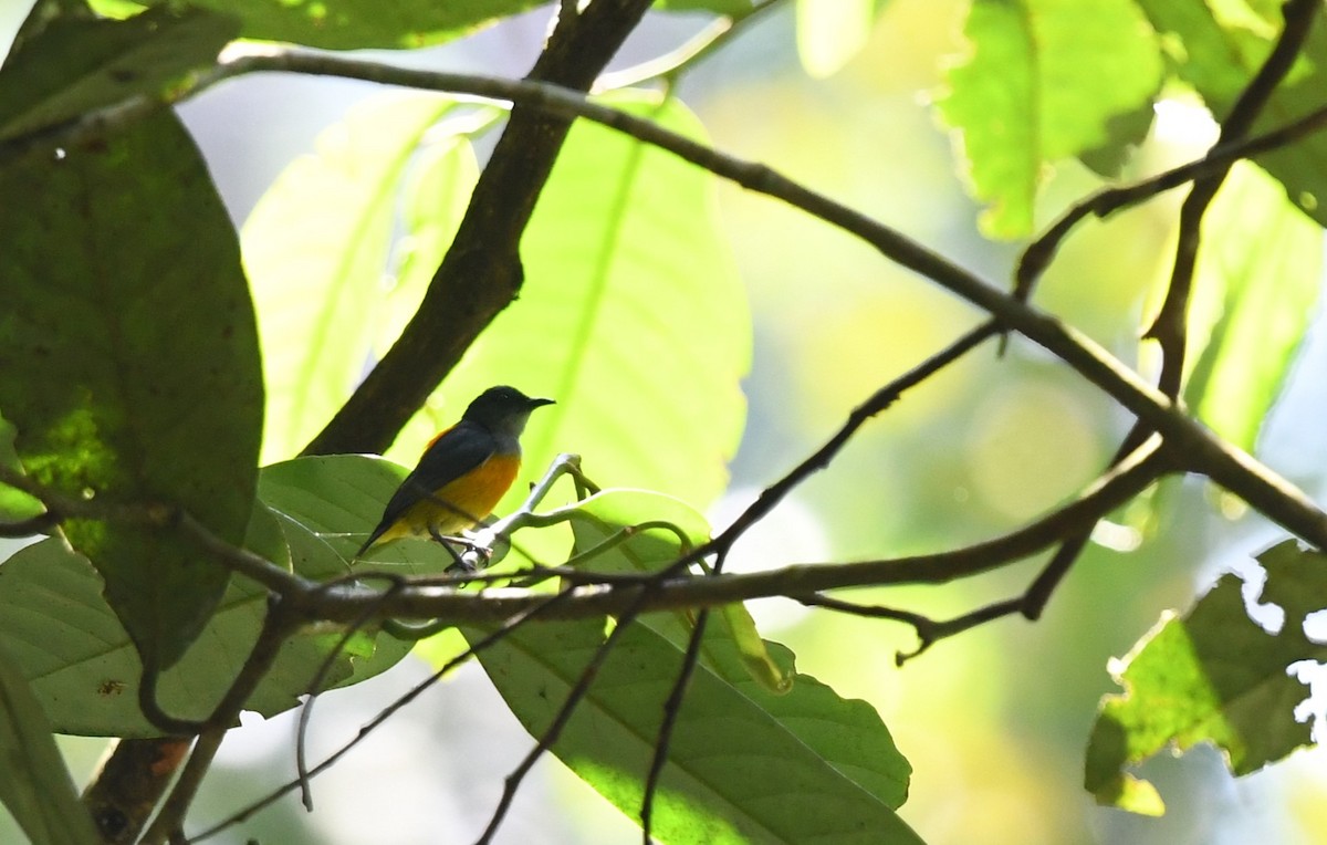 Orange-bellied Flowerpecker - ML638307633