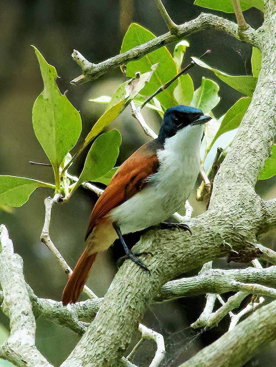 Shining Flycatcher - ML638307635