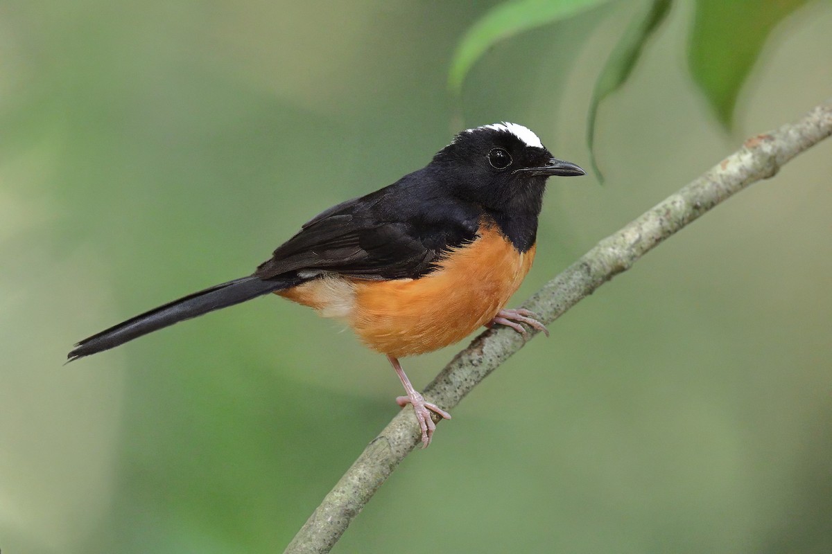 White-crowned Shama - ML638307640