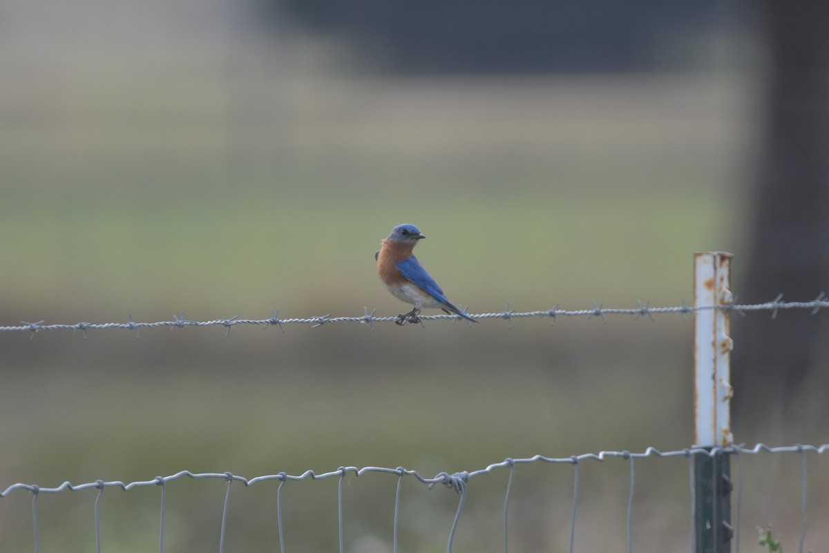 Eastern Bluebird - ML638307644