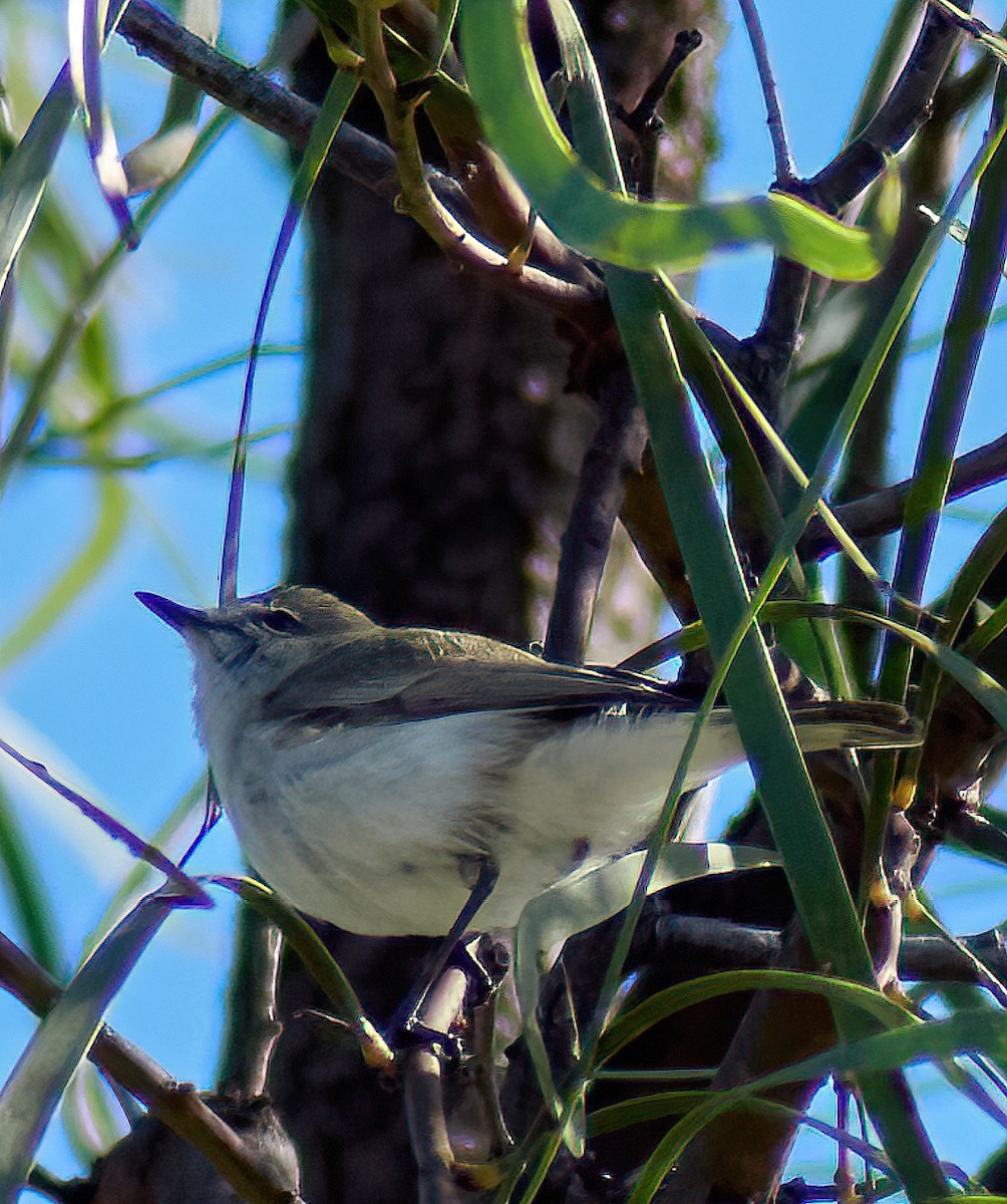 Western Gerygone - ML638307651