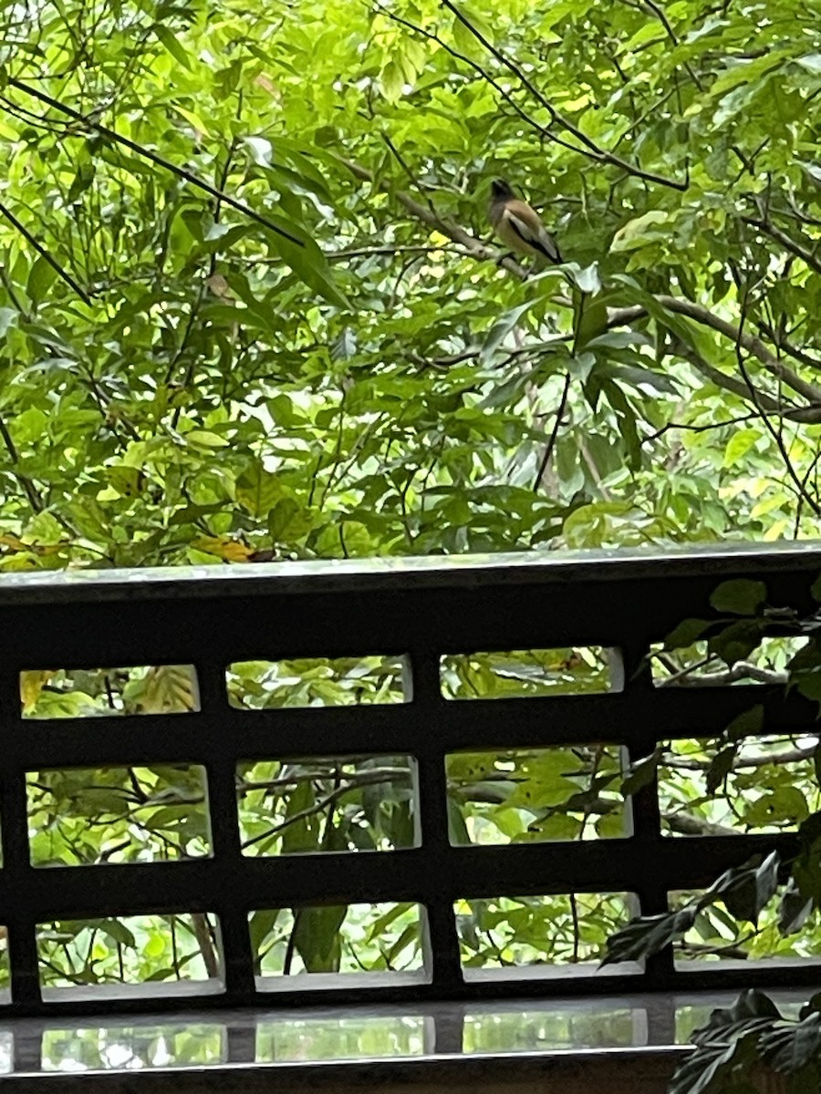 Rufous Treepie - ML638307653