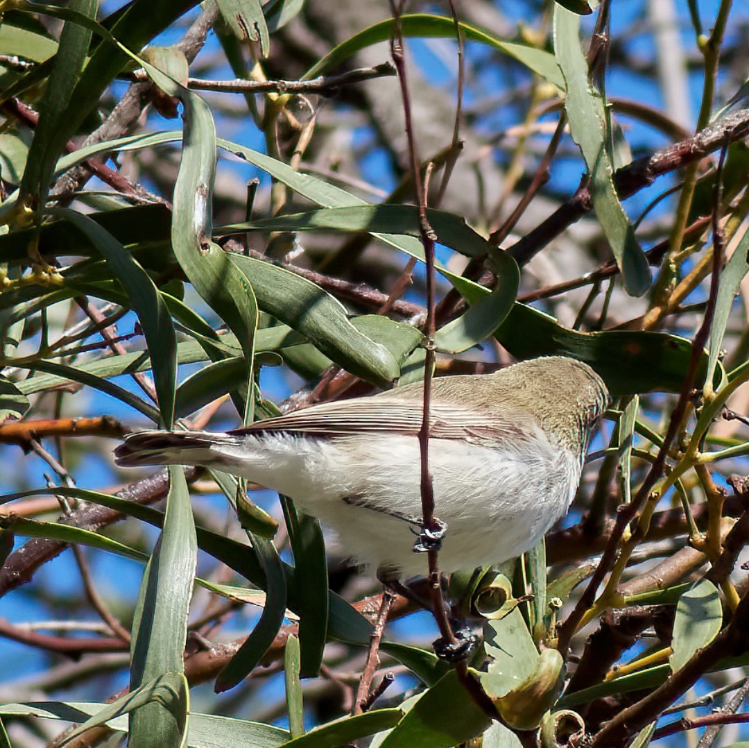 Western Gerygone - ML638307668