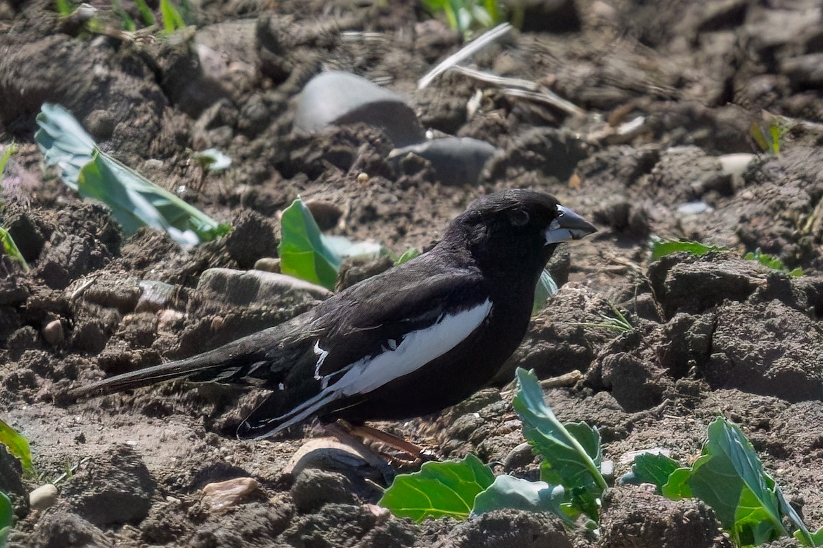 Lark Bunting - ML638307672
