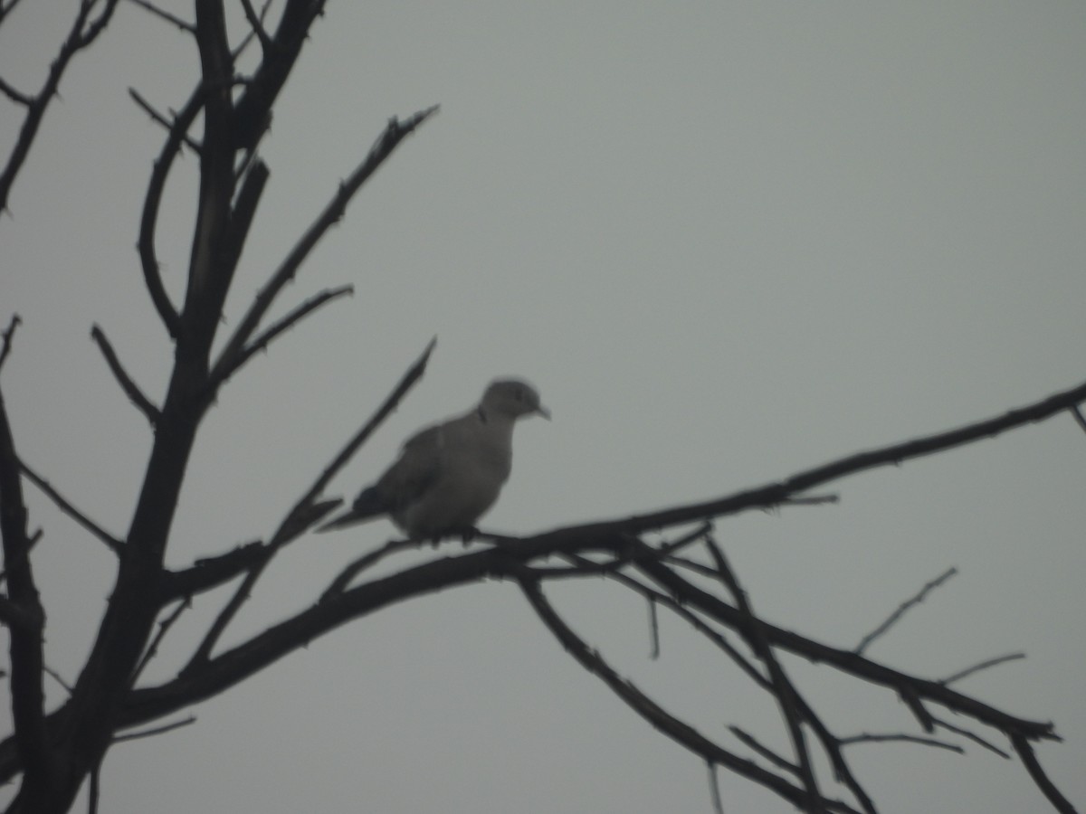 Eurasian Collared-Dove - ML638307673