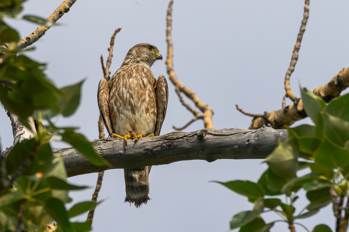 Merlin - ML638307675
