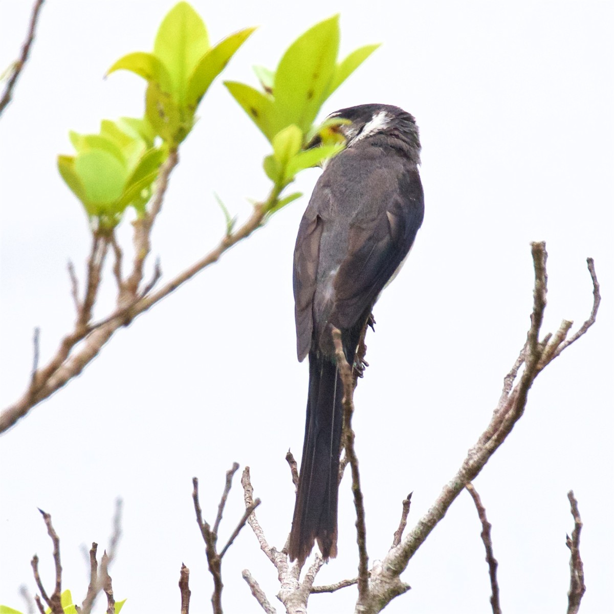 Ryukyu Minivet - ML638307677