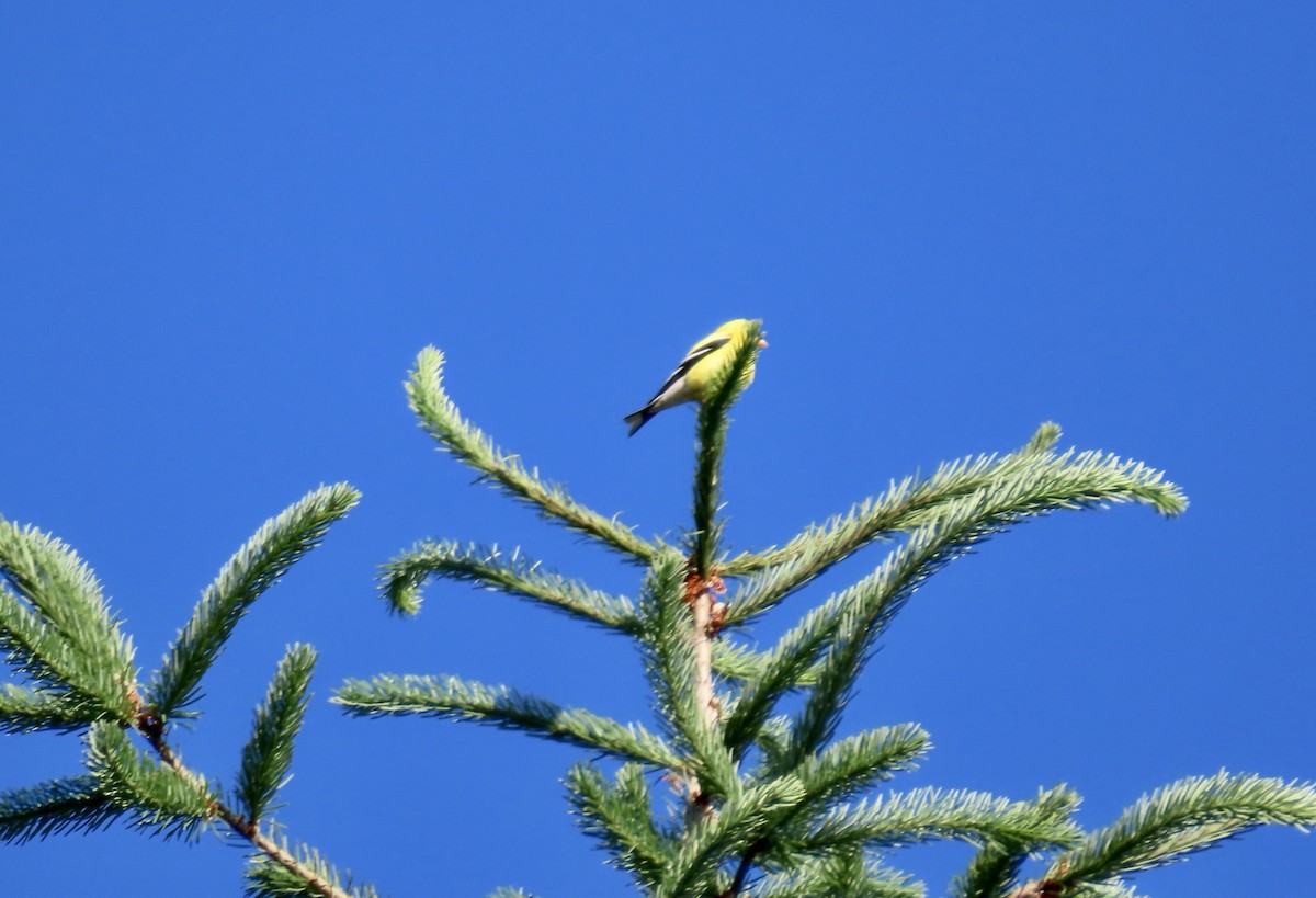 American Goldfinch - ML638307684
