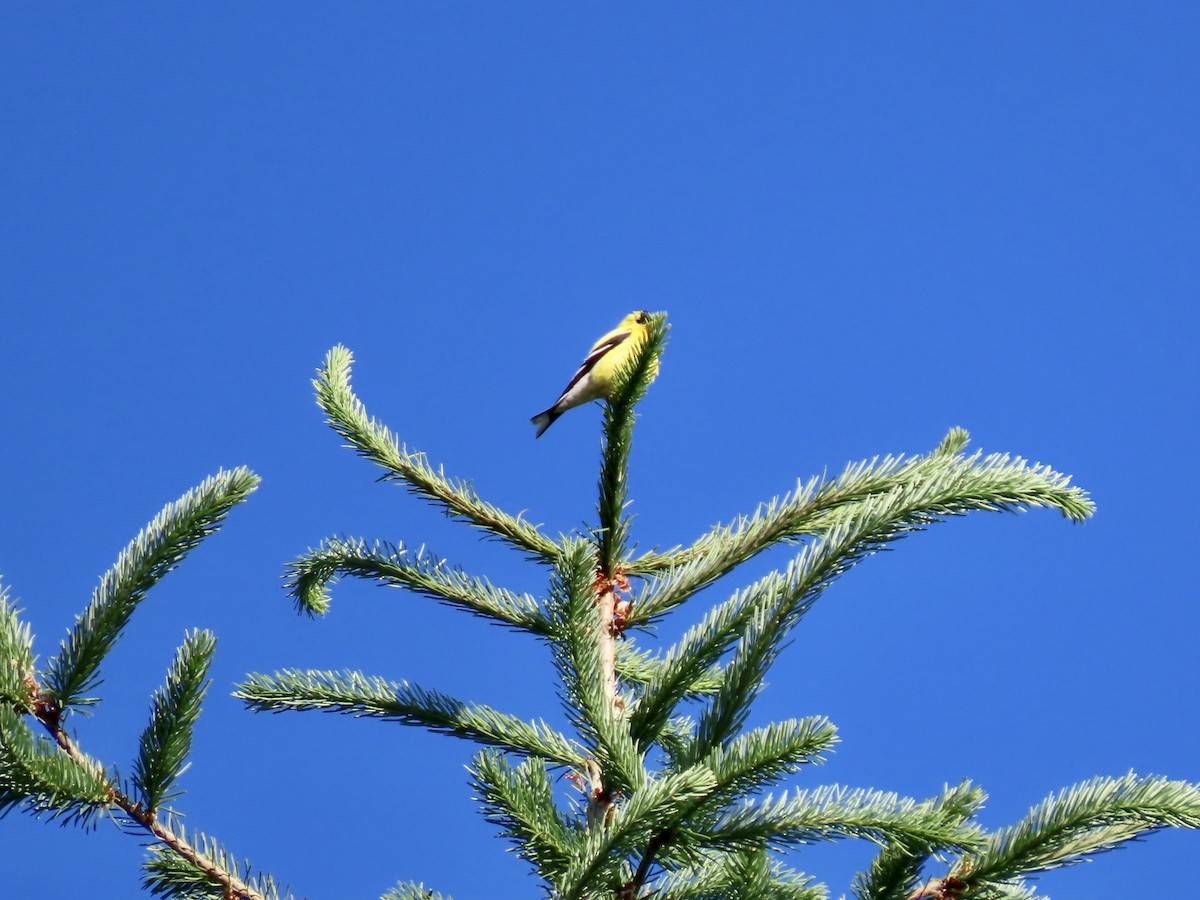 American Goldfinch - ML638307685