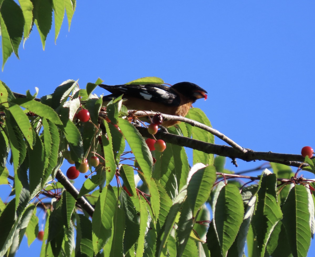 Black-headed Grosbeak - ML638307691