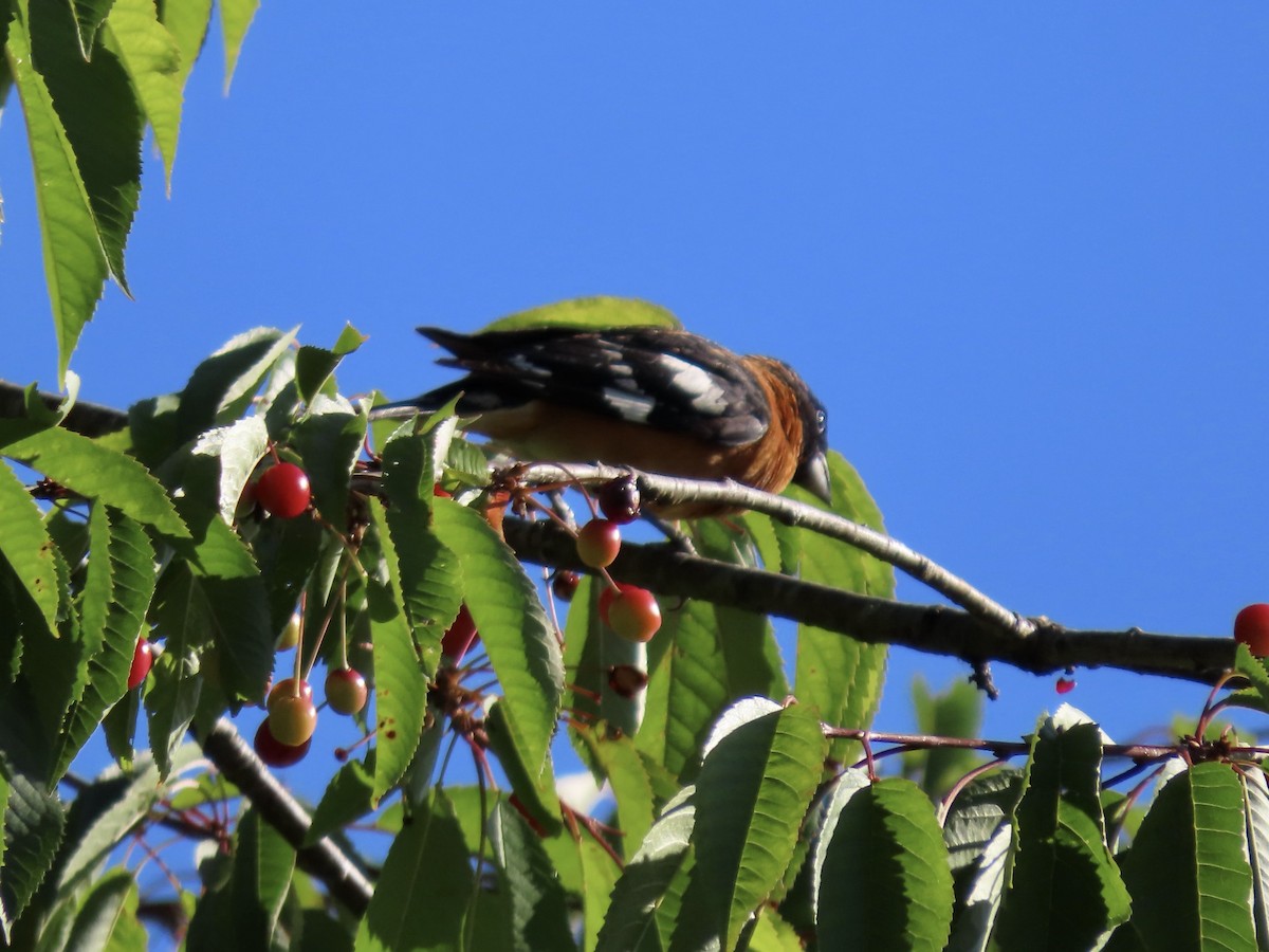 Black-headed Grosbeak - ML638307692