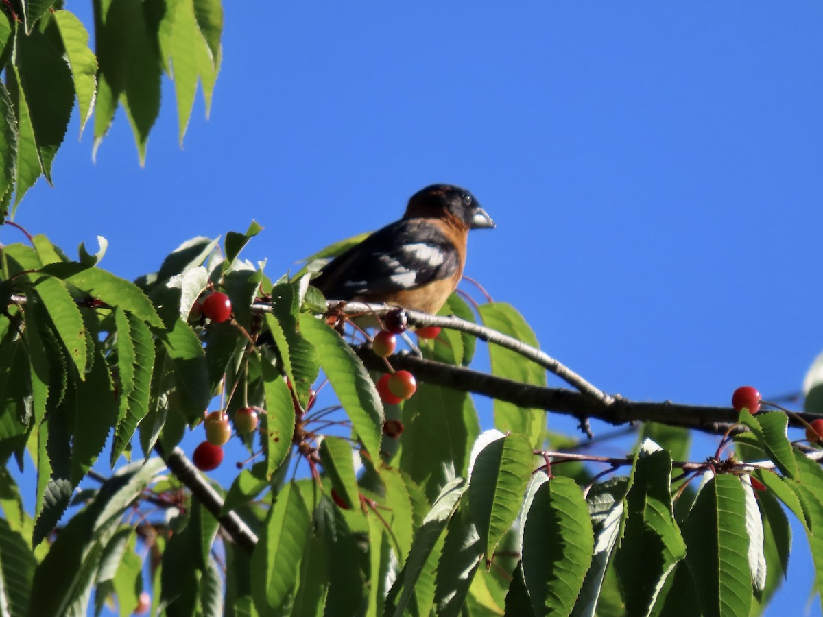 Black-headed Grosbeak - ML638307693