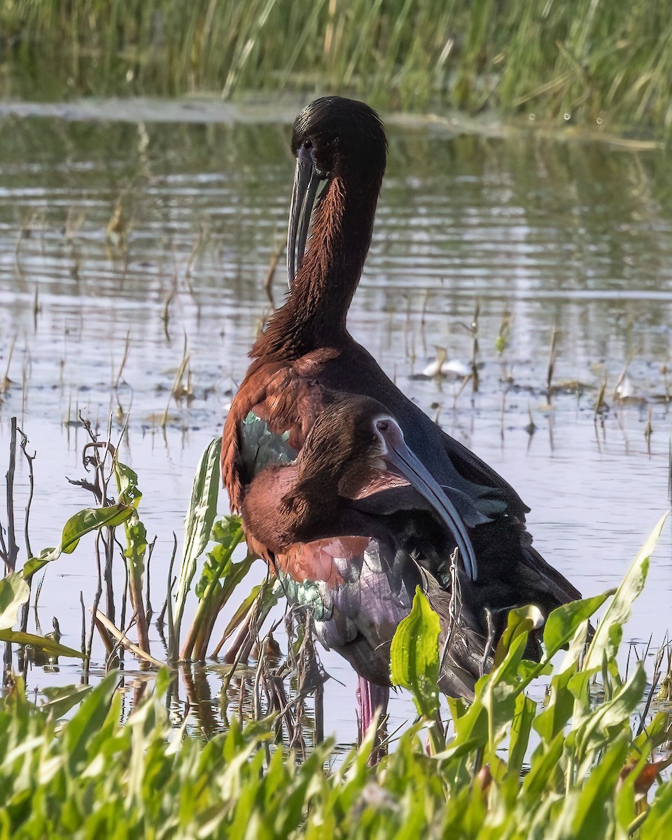 bronseibis - ML638307697