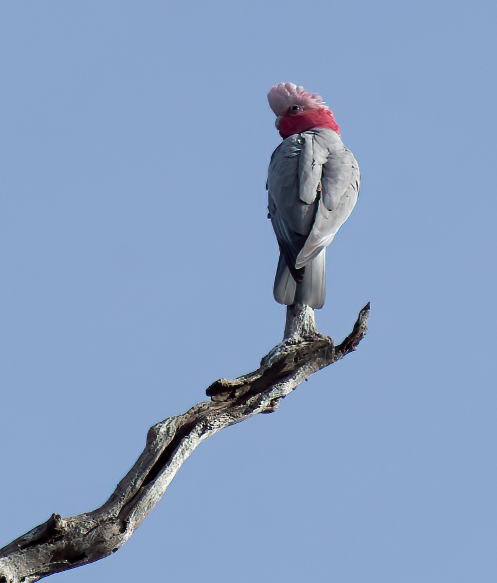 Galah - ML638307699