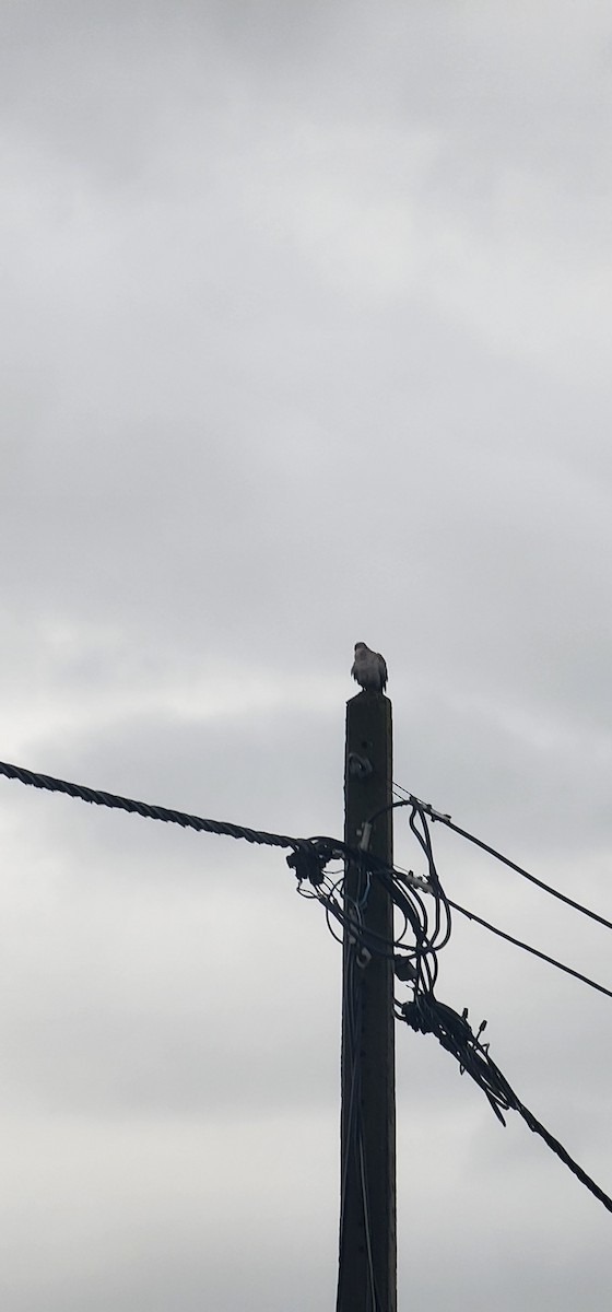 Eurasian Collared-Dove - ML638307703