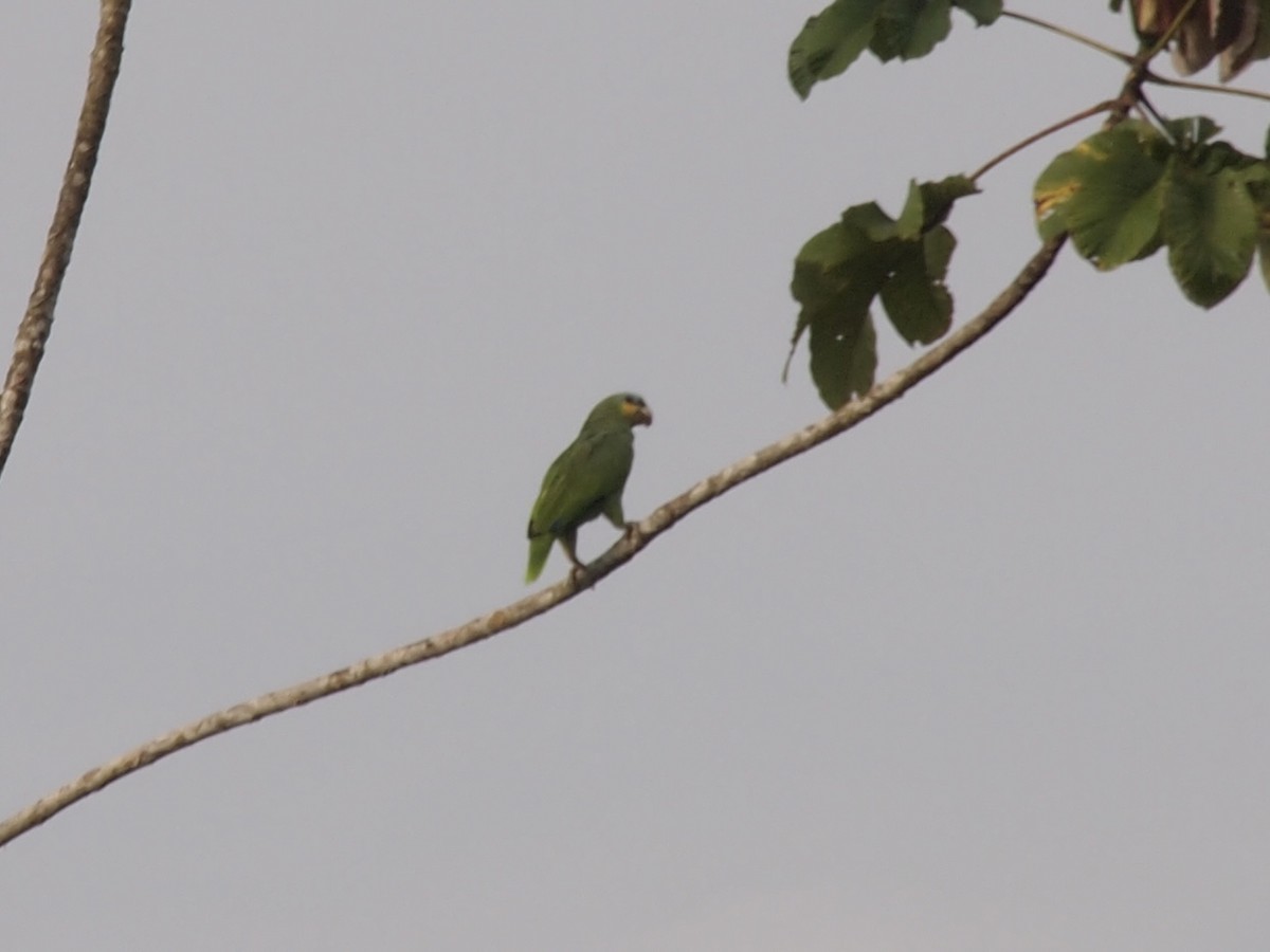 キソデボウシインコ - ML638307720