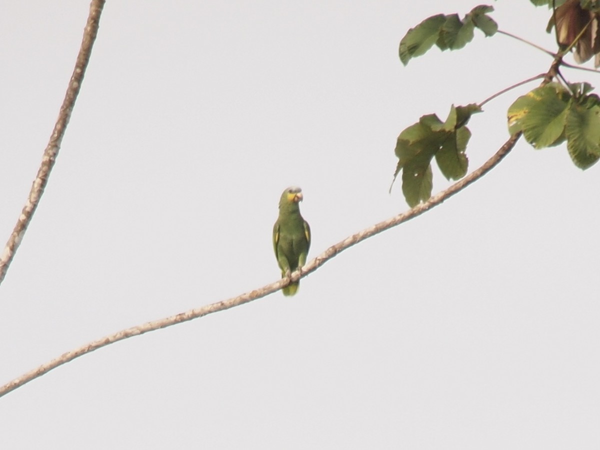 キソデボウシインコ - ML638307721