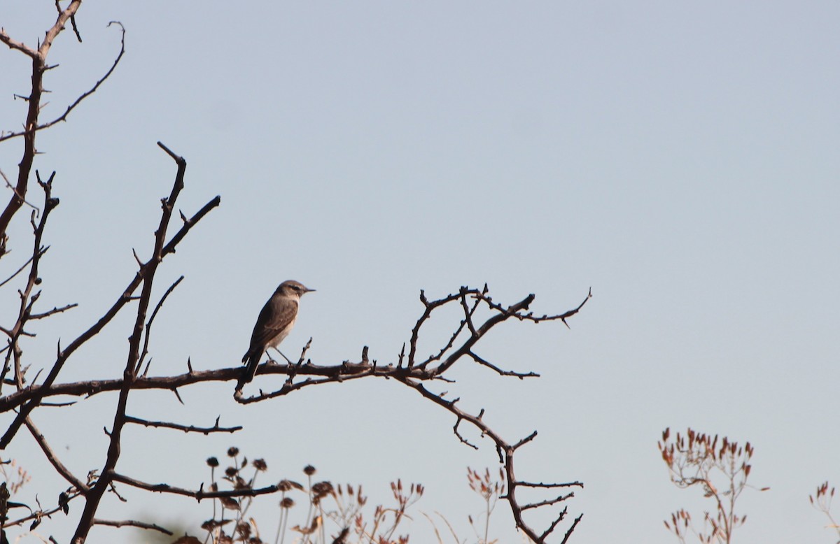 Spot-billed Ground-Tyrant - ML638307723