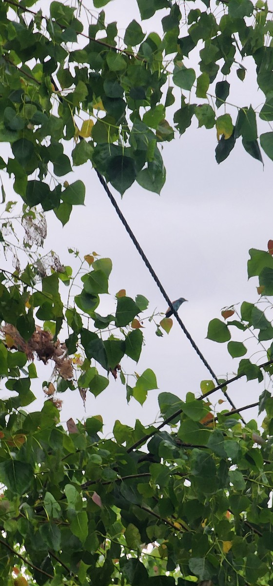 European Roller - ML638307729