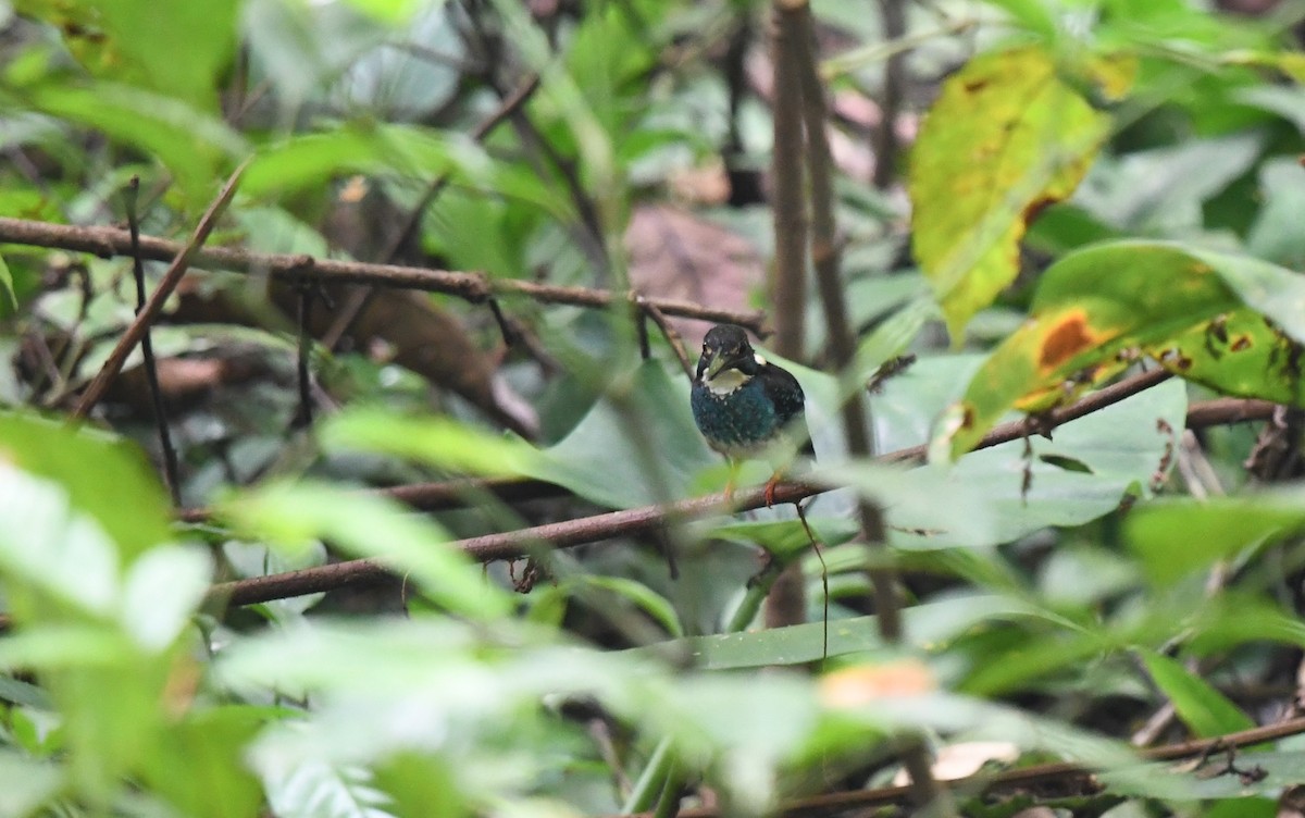 Malaysian Blue-banded Kingfisher - ML638307732