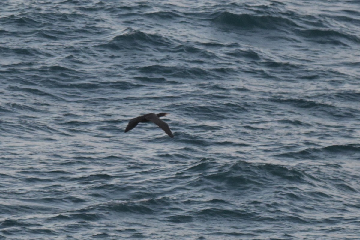 Great Cormorant - ML638307737