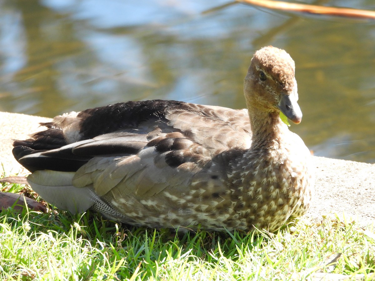 Maned Duck - ML638307749