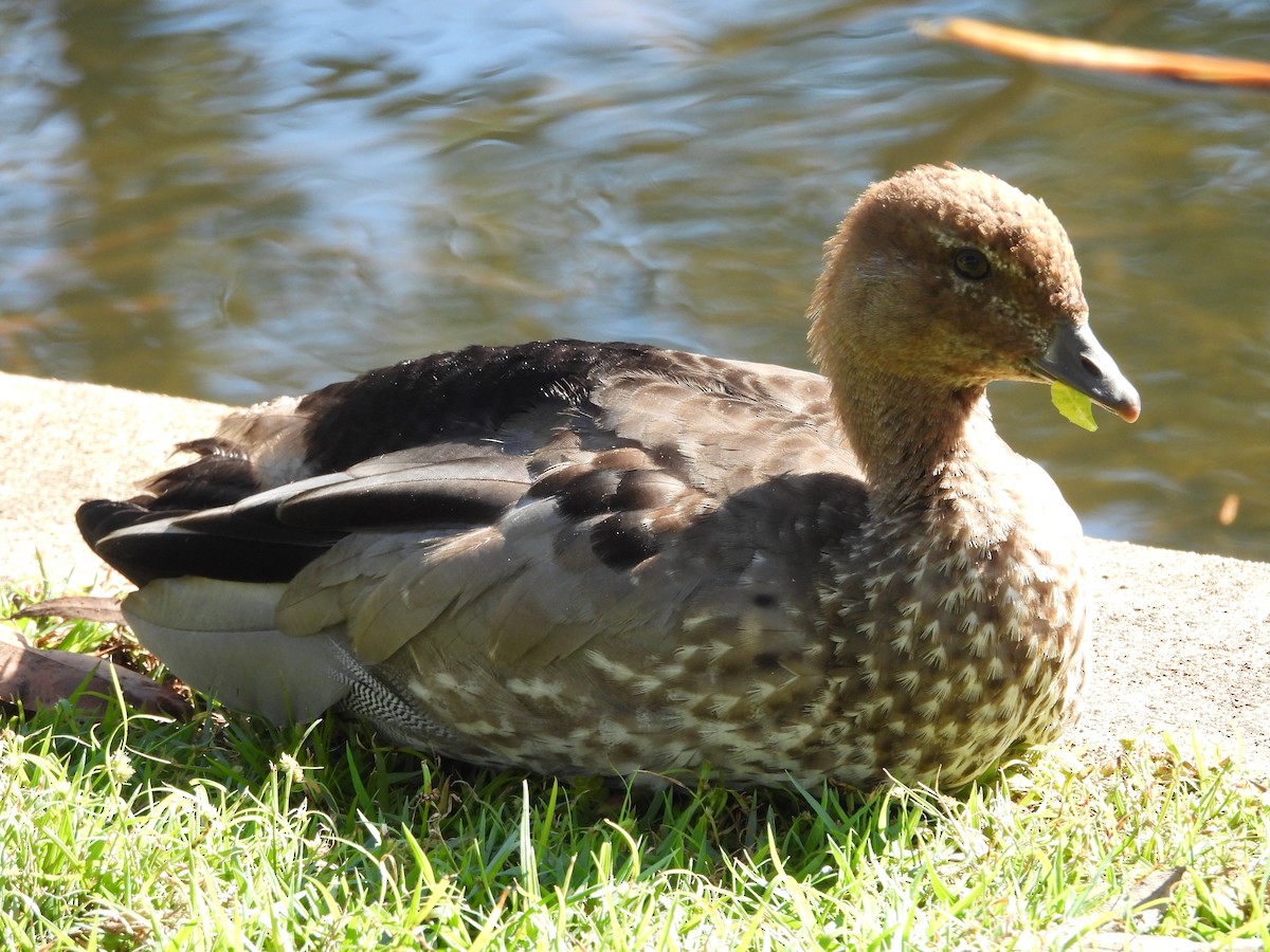 Maned Duck - ML638307750