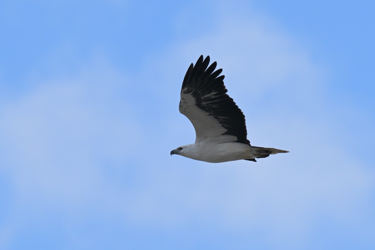 White-bellied Sea-Eagle - ML638307766