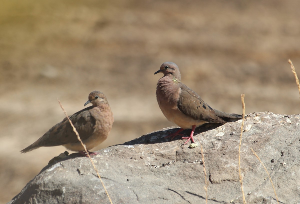 Eared Dove - ML638307776
