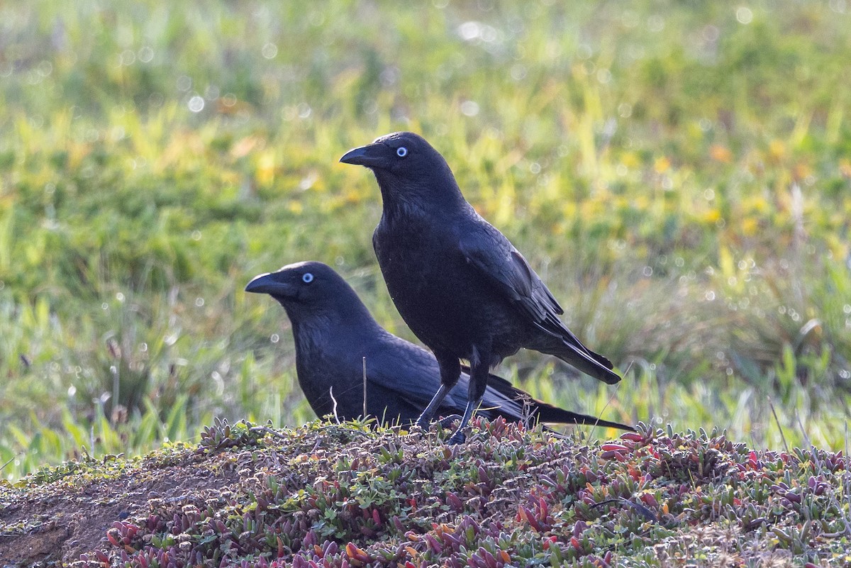 Little Raven - ML638307792