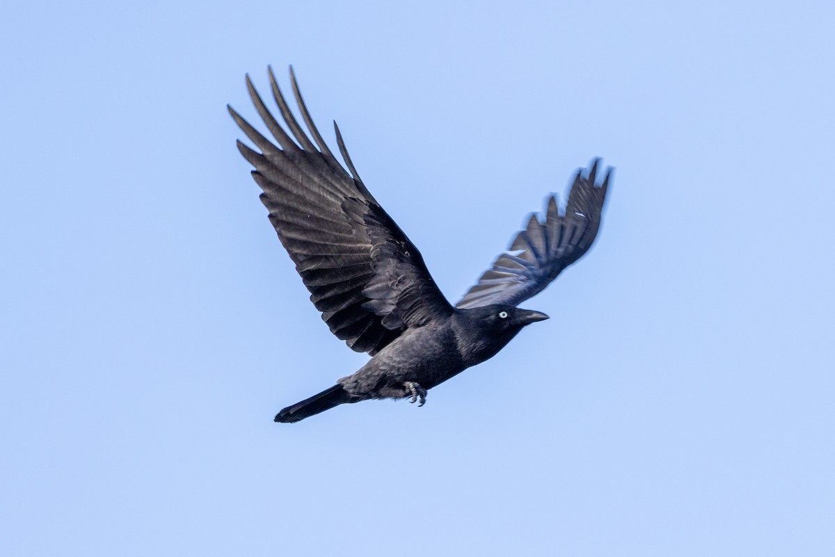Little Raven - ML638307793