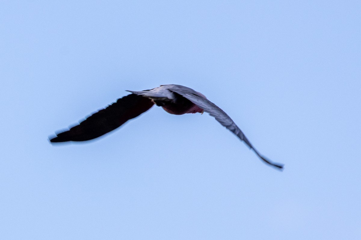 Galah - ML638307799