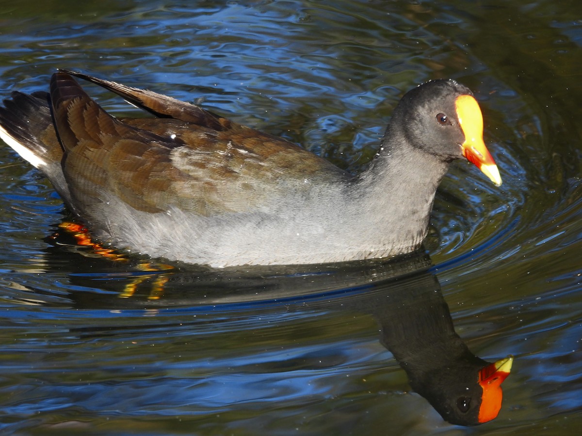 Dusky Moorhen - ML638307800