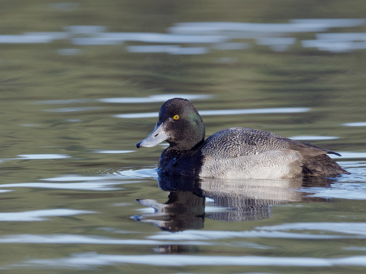 Lesser Scaup - ML638307801