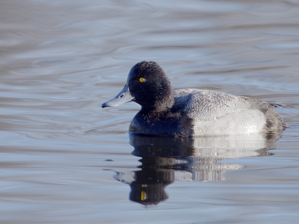 Lesser Scaup - ML638307802