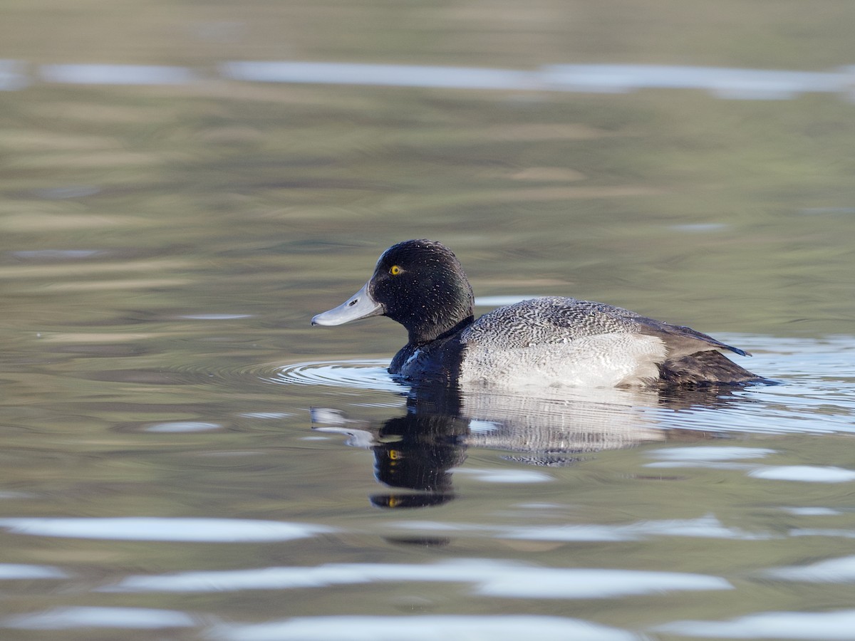 Lesser Scaup - ML638307803