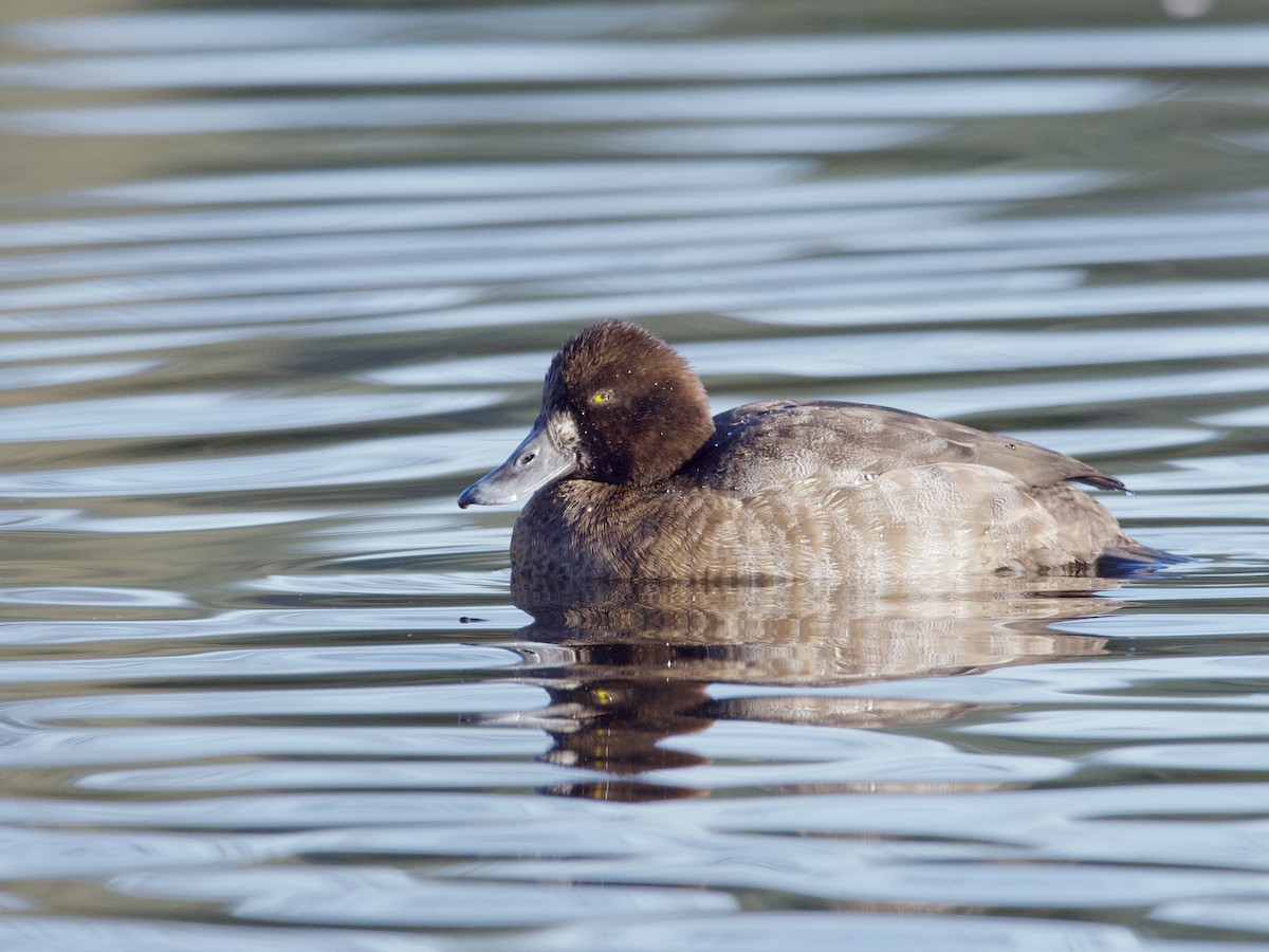 Lesser Scaup - ML638307804