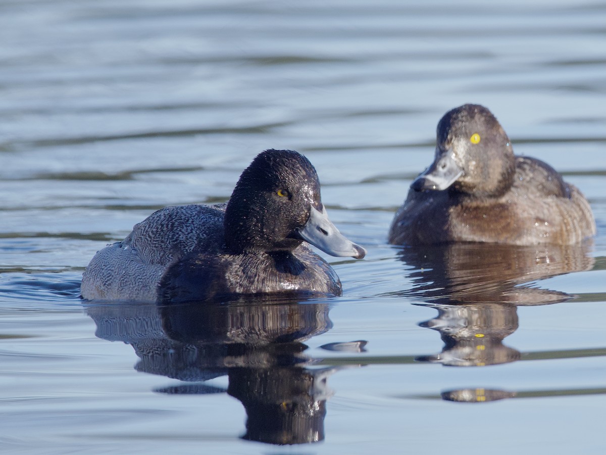 Lesser Scaup - ML638307806